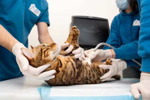 veterinarian-black-gloves-with-dog-cat-his-hands 1