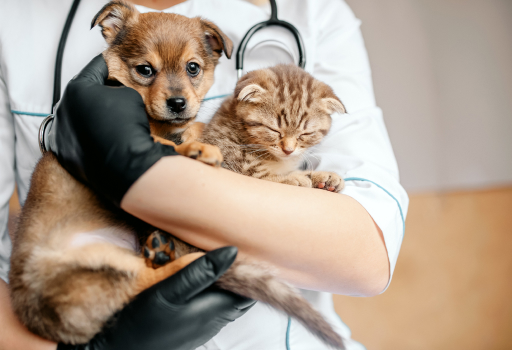 veterinarian-black-gloves-with-dog-cat-his-hands 2