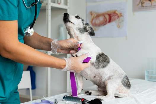 veterinarian-black-gloves-with-dog-cat-his-hands 3